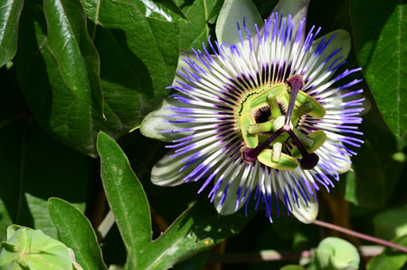 Passiflora caerulea, Passiflora caeruleaの写真素材