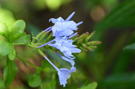 Plumbago auriculata, Plumbago auriculataの写真素材