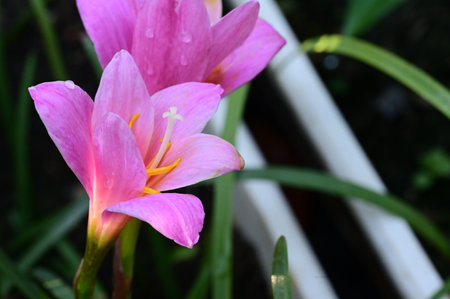 pink crocus flower with raindrops on petals in the gardenの写真素材