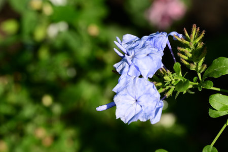 Blue flower in the garden. (Plumbago auriculata)の写真素材