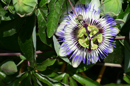 Passion fruit flower, Passiflora caeruleaの写真素材