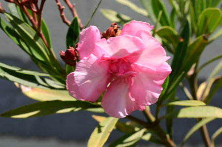 Pink oleander flower on a background of green leaves in the gardenの写真素材