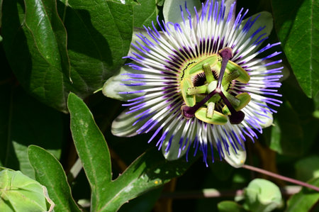 passion flower in the garden - Passiflora caeruleaの写真素材