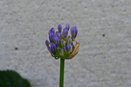 Agapanthus africanus flower on a background of gray wallの写真素材