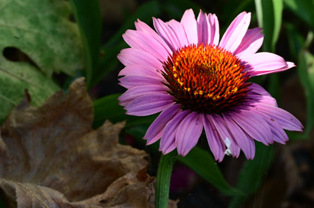 Purple Echinacea flower in the garden, close-upの写真素材