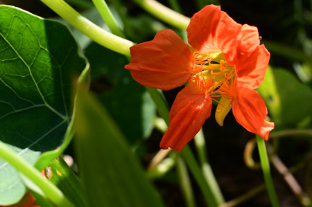 Orange nasturtium flower with green leaves in the garden.の写真素材