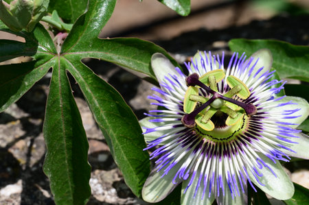 Passiflora caerulea, Passiflora caerulea, Passiflora caeruleaの写真素材