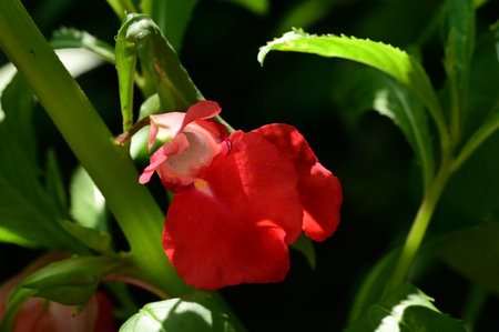 Red flower on a background of green leaves. Shallow depth of fieldの写真素材