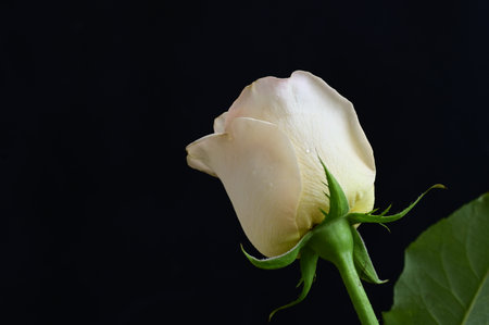 White rose on a black background. Studio photography. Close-up.の写真素材
