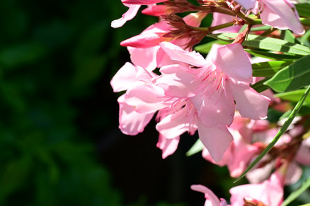 Pink oleander flowers in the garden. Selective focus.の写真素材