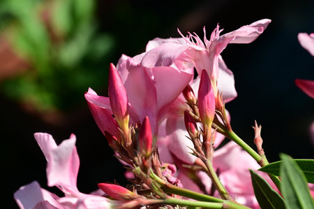 pink oleander flower close up in the garden, stock photoの写真素材
