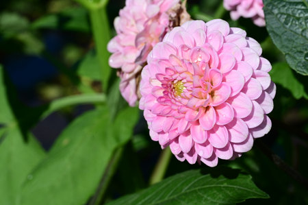 pink dahlia flower in the garden, closeup of photoの写真素材