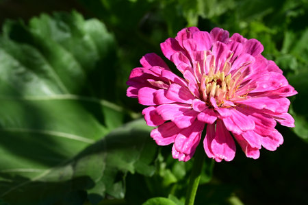 Pink zinnia flower on green background. Zinnia elegansの写真素材