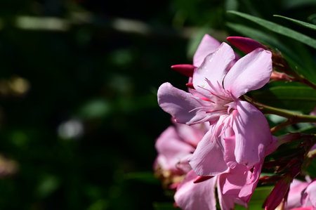 pink oleander flowers in the garden on a sunny dayの写真素材
