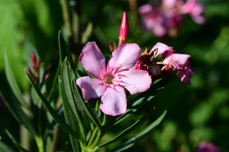 Pink oleander flowers in the garden on a sunny summer dayの写真素材