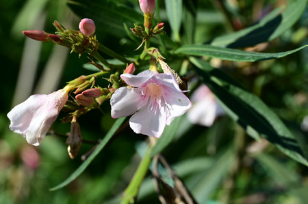 Pink oleander flowers blooming in the garden on a sunny dayの写真素材
