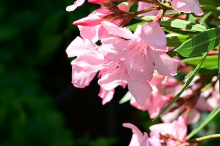 Pink oleander flowers in the garden on a sunny summer dayの写真素材