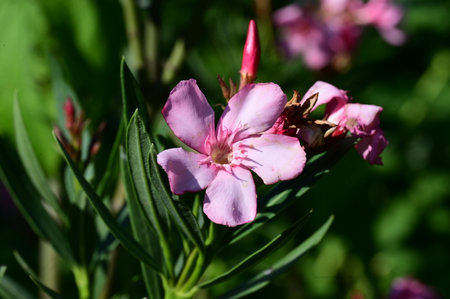 Nerium oleander is a genus of flowering plants in the olive family Oleanderaceae.の写真素材