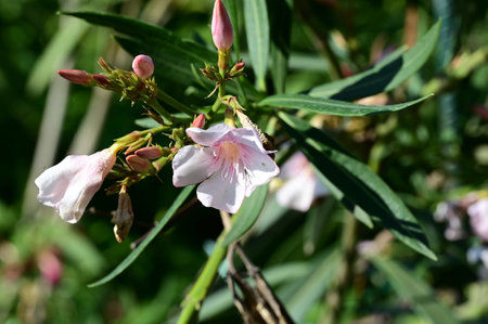 Pink oleander flowers blooming in the garden on a sunny dayの写真素材