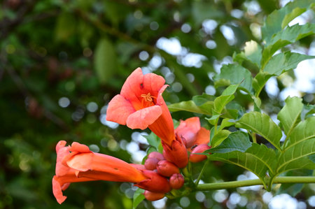 Orange trumpet creeper flower (Campsis radicans)の写真素材
