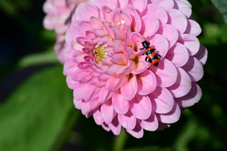 Beautiful pink dahlia flower with ladybug in the gardenの写真素材