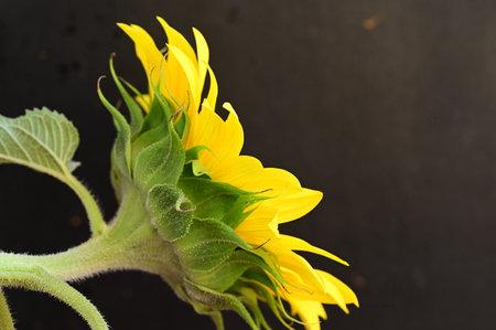 Sunflower on a black background. Shallow depth of field.の写真素材