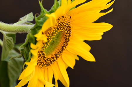sunflower on a black background, close-up of the flowerの写真素材