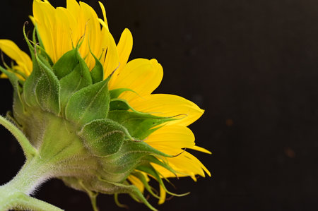 Close up of sunflower on black background with space for text.の写真素材