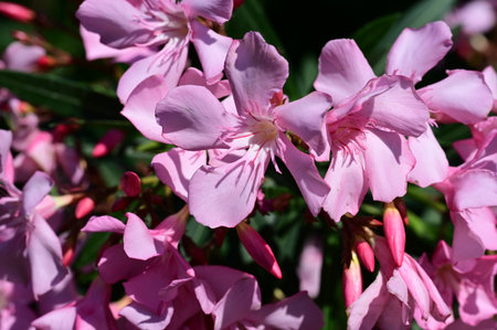 Pink oleander flowers close-up in the garden in summer
