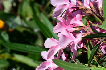 pink oleander flowers in the garden, close-up