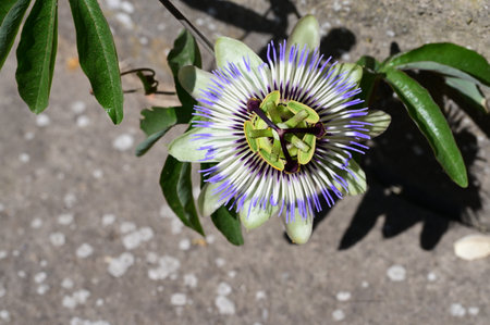 Passiflora caerulea, Gran Canaria, Spainの写真素材