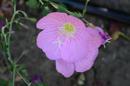 Pink flower of evening primrose, Oenothera speciosaの写真素材
