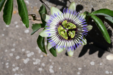 Passion fruit flower - Passiflora caeruleaの写真素材