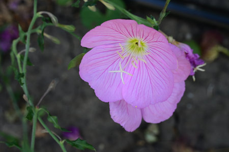 Pink Evening Primrose (Oenothera pratensis)の写真素材
