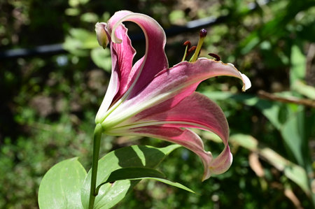 pink lily flower in the garden, closeup of photoの写真素材