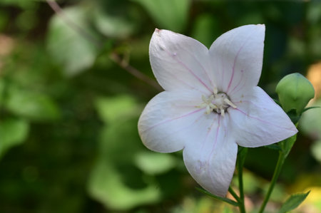 Platycodon grandiflorus flower in the gardenの写真素材
