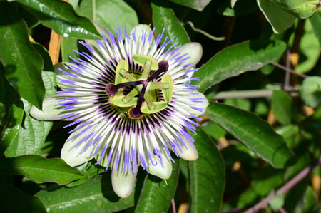 Passiflora caerulea - Passiflora caeruleaの写真素材