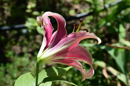 Pink lily on a background of green leaves in the garden.の写真素材