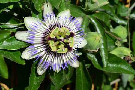 Passiflora caerulea, Passiflora caeruleaの写真素材