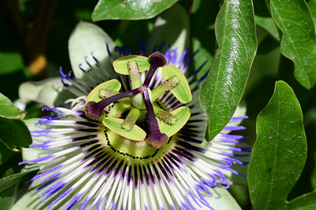 Passion fruit flower, Passiflora caeruleaの写真素材