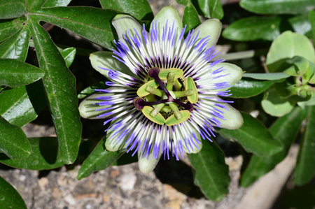 Passiflora caerulea, Passiflora caeruleaの写真素材