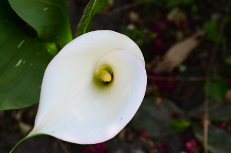 White calla lily flower with green leaves in the garden.の写真素材