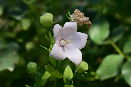 Flower of Platycodon grandiflorus in the gardenの写真素材