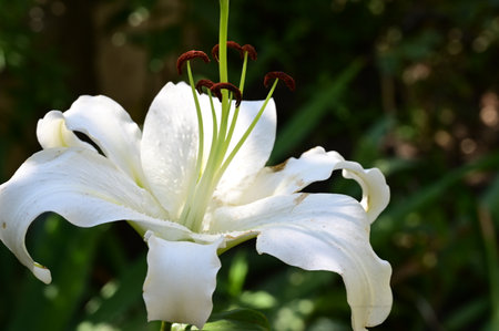 White lily in the garden on a sunny day close-upの写真素材