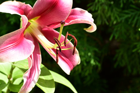 Pink lily in the garden on a background of green leaves.の写真素材