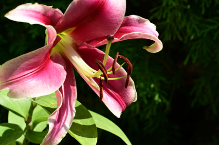 Pink lily on a background of green leaves. Close-up.の写真素材
