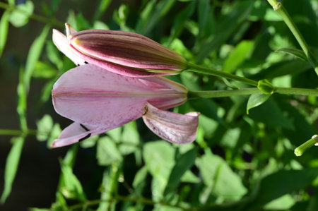 pink lily in the garden on a background of green leavesの写真素材