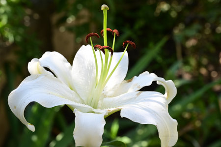 White lily flower in the garden, closeup of photo.の写真素材
