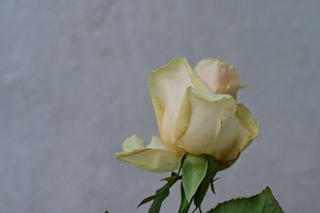White rose on a white background, close-up, selective focusの写真素材