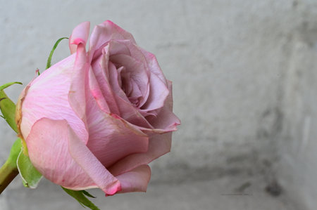 pink rose on the gray wall background, valentine dayの写真素材
